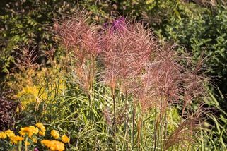 Češi si ji sází jako luxusní ozdobu. Za chvíli ale zahradu zamoří tak, že zbyde jen džungle, u které nepomůže ani křovinořez